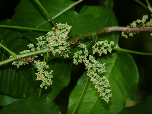 {Toxicodendron radicans}